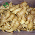 chinese mature ginger fresh ginger importers